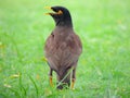 MYNAH Royalty Free Stock Photo