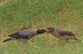 Mynah Mother Bird feeding Royalty Free Stock Photo