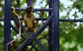 Mynah Sitting on a Garden Fence Royalty Free Stock Photo