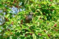 Mynas bird enjoy eating fruit of banyan tree Royalty Free Stock Photo