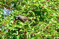 Mynas bird enjoy eating fruit of banyan tree Royalty Free Stock Photo