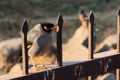 Mynas bird on the iron fence. Royalty Free Stock Photo