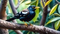 A Mynas bird sits on a branch with forest background Royalty Free Stock Photo