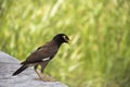 Mynas bird standing Royalty Free Stock Photo