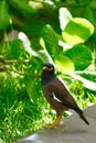 Mynas bird standing on wet tile floor Royalty Free Stock Photo