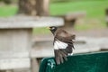 Mynas is on a chair in the park. Royalty Free Stock Photo