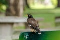 Mynas is on a chair in the park. Royalty Free Stock Photo