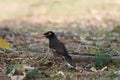 Mynas (English: Mynas) is a genus of perch birds. Royalty Free Stock Photo