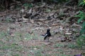 Mynas English: Mynas is a genus of perching birds. The surname Acridotheres is used in the family of birds and starlings