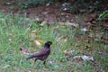 Mynas English: Mynas is a genus of perching birds. The surname Acridotheres is used in the family of birds and starlings