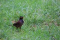 Mynas English: Mynas is a genus of perching birds. The surname Acridotheres is used in the family of birds and starlings