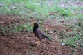 Mynas English: Mynas is a genus of perching birds. The surname Acridotheres is used in the family of birds and starlings