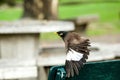 Mynas is on a green chair in the park. Royalty Free Stock Photo