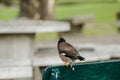 Mynas is on a green chair in the park. Royalty Free Stock Photo