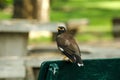 Mynas is on a green chair in the park. Royalty Free Stock Photo