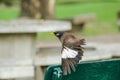 Mynas is on a green chair in the park. Royalty Free Stock Photo