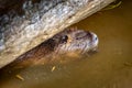 Myocastor coypus also known as nutria, is a giant herbivore that lives along the banks of rivers