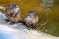 Myocastor coypus also known as nutria, is a giant herbivore that lives along the banks of rivers