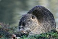 Myocastor coypus - coypu Royalty Free Stock Photo