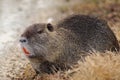 Myocastor coypus Royalty Free Stock Photo