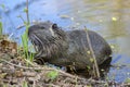 Myocastor coypus is a large herbivorous semiaquatic rodent, small hairy beast on river bank eating green plant Royalty Free Stock Photo
