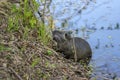 Myocastor coypus is a large herbivorous semiaquatic rodent, small hairy beast on river bank eating green plant