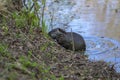 Myocastor coypus is a large herbivorous semiaquatic rodent, small hairy beast on river bank eating green plant Royalty Free Stock Photo
