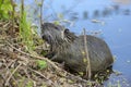 Myocastor coypus is a large herbivorous semiaquatic rodent, small hairy beast on river bank eating green plant