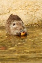 Myocastor coypus Royalty Free Stock Photo