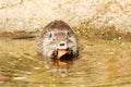 Myocastor coypus Royalty Free Stock Photo