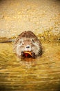 Myocastor coypus Royalty Free Stock Photo