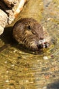 Myocastor coypus Royalty Free Stock Photo