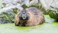 Myocastor coypus, single mammal