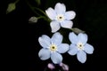 Myosotis