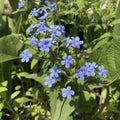 Myosotis alpestris - alpine forget-me-not Royalty Free Stock Photo