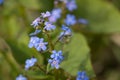 Myosotis alpestris or alpine forget me not is a herbaceous perennial plant in the flowering plant family Boraginaceae Royalty Free Stock Photo