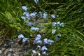 Myosotis