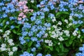 Myosotis alpestris or alpine forget-me-not