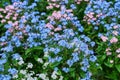 Myosotis alpestris or alpine forget-me-not