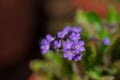 Myosotis alpestris - beautiful small blue flowers - forget me not Royalty Free Stock Photo