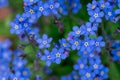 Myosotis alpestris - beautiful small blue flowers - forget me not Royalty Free Stock Photo