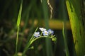 Myosotis alpestris