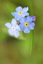 Myosotis Alpestris niezapominajka