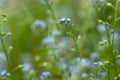 Myosotis arvensis field forget-me-not beautiful flowers in bloom, wild plants flowering on meadows