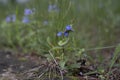 Myosotis arvensis or field forget-me-not