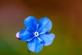 Myosotis beautiful blue forest flower in spring bloosom Royalty Free Stock Photo