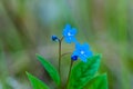 Myosotis beautiful blue forest flower in spring bloosom Royalty Free Stock Photo