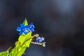 Myosotis beautiful blue forest flower in spring bloosom Royalty Free Stock Photo