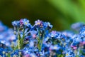 Myosotis beautiful blue forest flower in spring bloosom Royalty Free Stock Photo