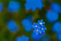 Myosotis beautiful blue forest flower in spring bloosom Royalty Free Stock Photo